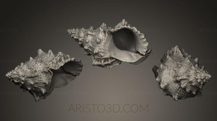 Stones and shells (ROCKS_0023) 3D model for CNC machine
